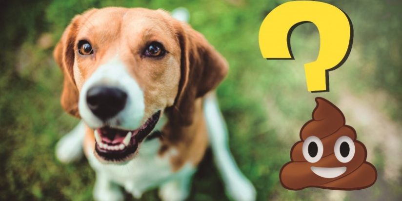 Como devem ser as fezes ou cocô de um cão saudável