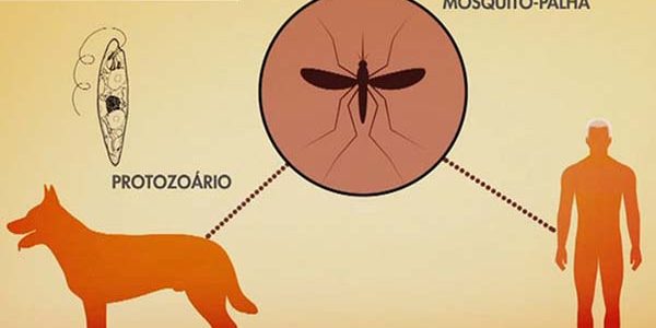 Leishimaniose o que é e como prevenir