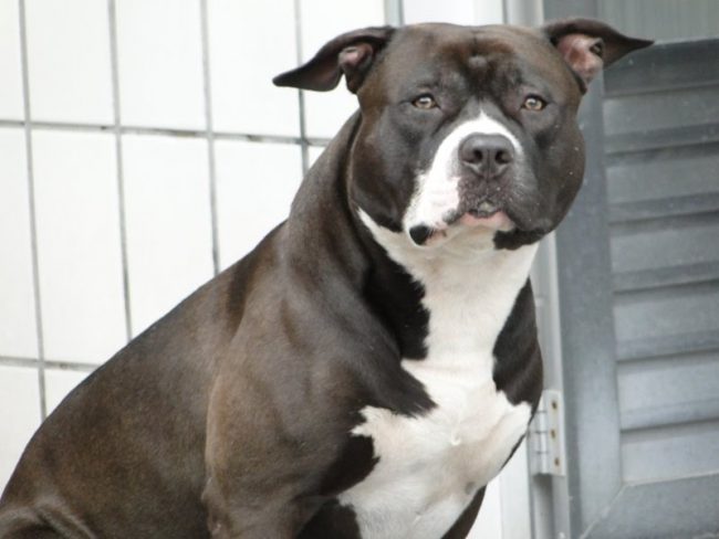 Pitbull são seguros