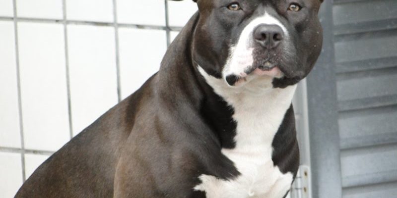 Pitbull são seguros Pitbull são seguros