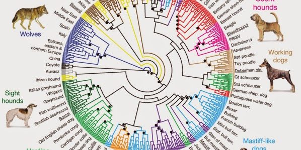 Pode cruzar cachorro pai e filha Clearance
