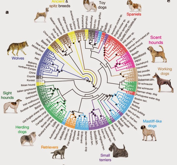 Tipos de cruzamentos – inbreeding, linebreeding, outcross Tipos de cruzamentos - inbreeding, linebreeding, outcross