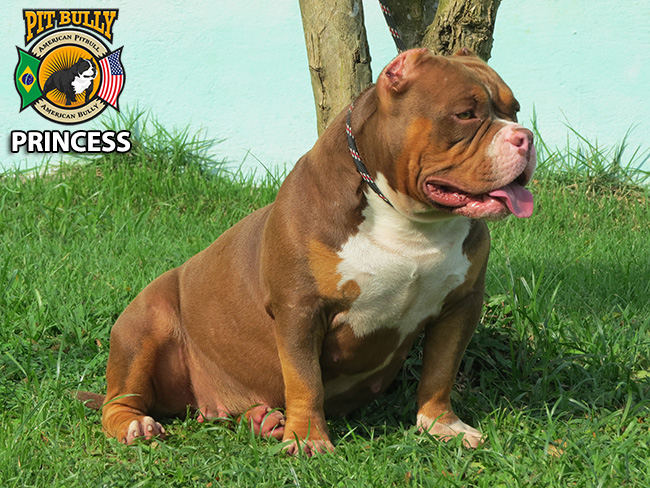 American Bully Tri Chocolate Adulto