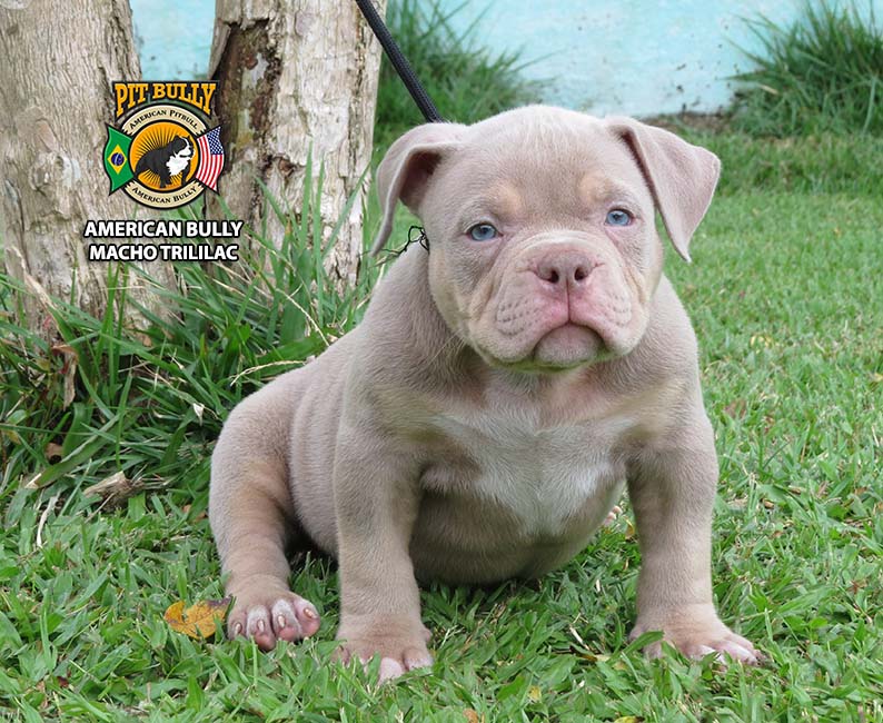 American Bully Trililac Filhote