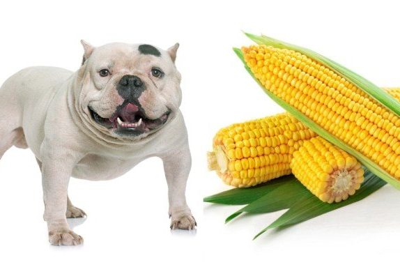 Cães podem comer milho? é saudável para filhotes?