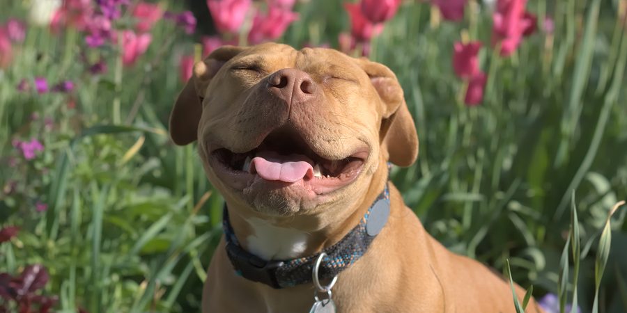 Dicas para manter seu pitbull ou american bully feliz