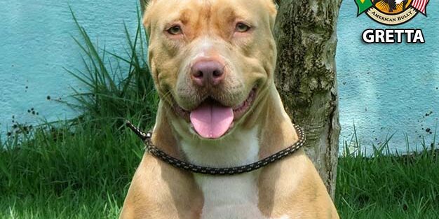 Pitbull PitMonster Lilac Rednose Gretta