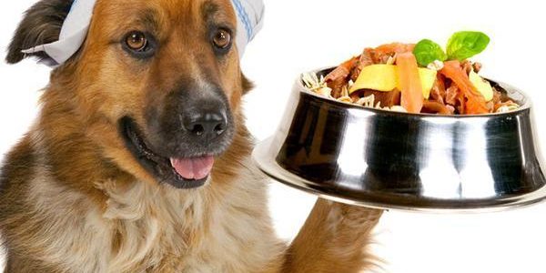 Quais frutas são proibidas para os cães Quais frutas são proibidas para os cães