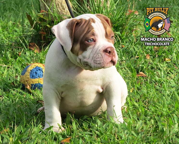 American Bully Pocket Macho Branco Trichocolate