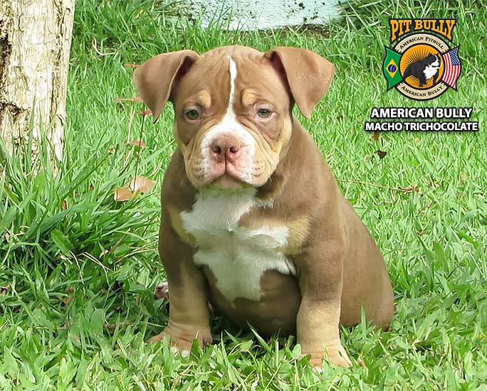 American Bully Pocket Macho Trichocolate