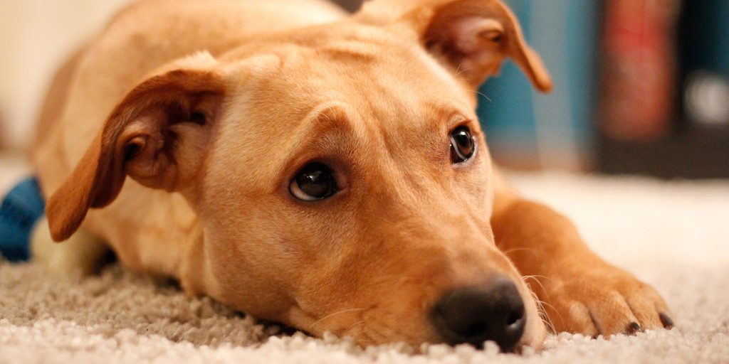 O que os vermes podem causar aos cães