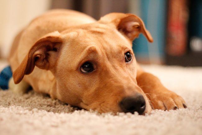 O que os vermes podem causar aos cães