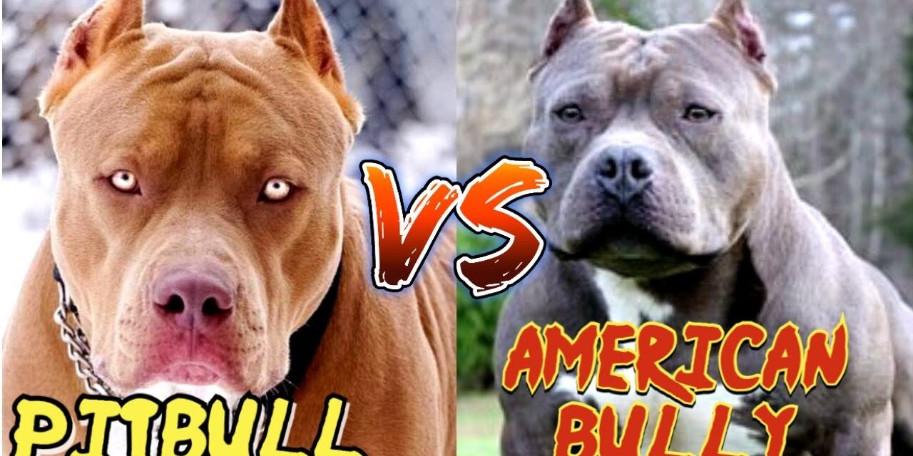 Qual a diferença entre Pitbull e bully