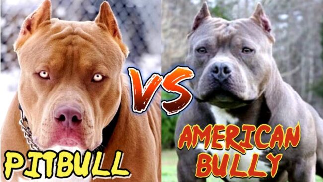 Qual a diferença entre Pitbull e bully Qual a diferença entre Pitbull e bully