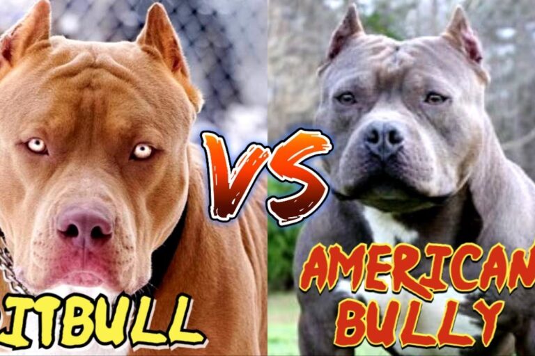 Qual a diferença entre Pitbull e bully