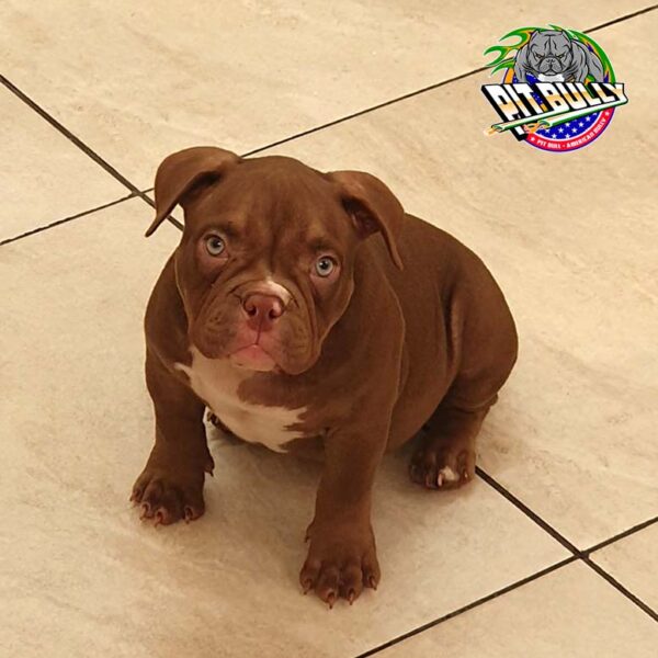 American Bully Fêmea Chocolate Foto 2