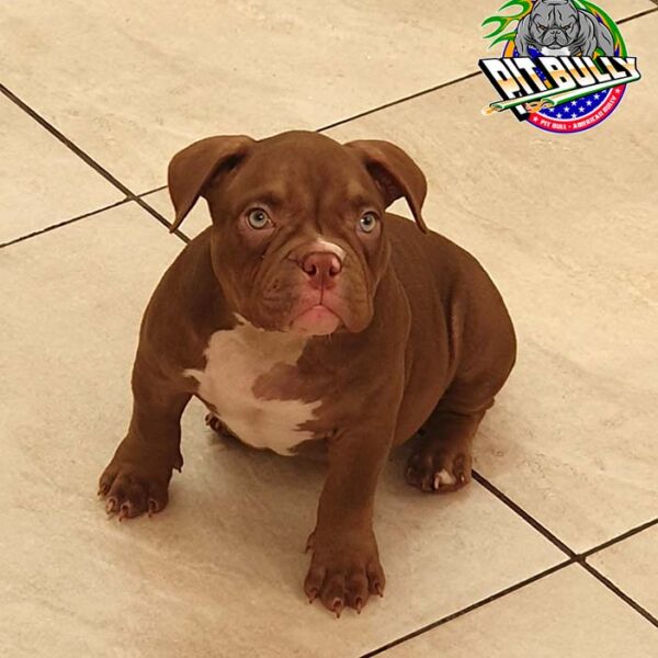 American Bully Fêmea Chocolate Foto 1