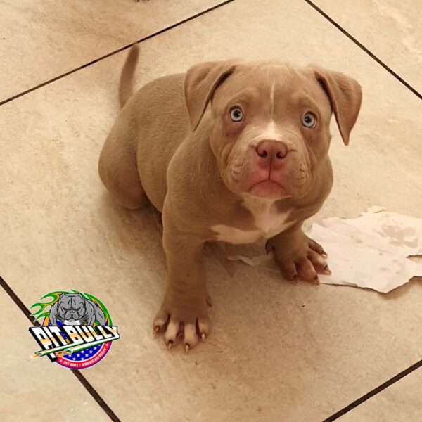 American Bully Macho Lilac Foto 1