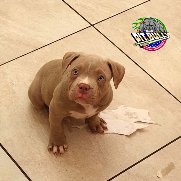 American Bully Macho Lilac Foto 2