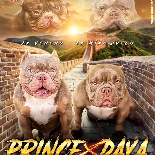 American Bully Micro – Prince e Daya