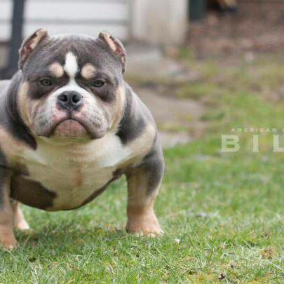 American Bully Tri Blue