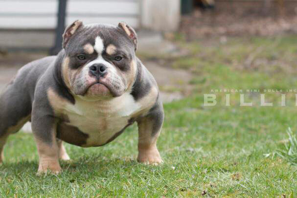 American Bully Tri Blue