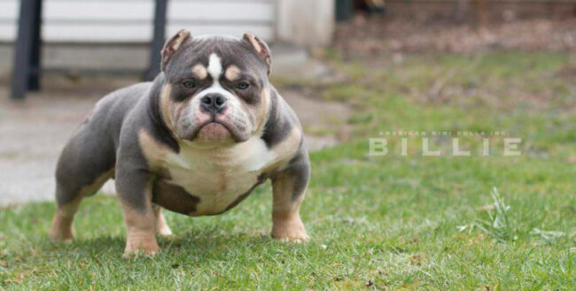 American Bully Tri Blue American Bully Tri Blue