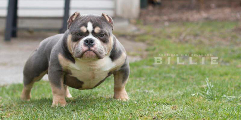American Bully Tri Blue American Bully Tri Blue