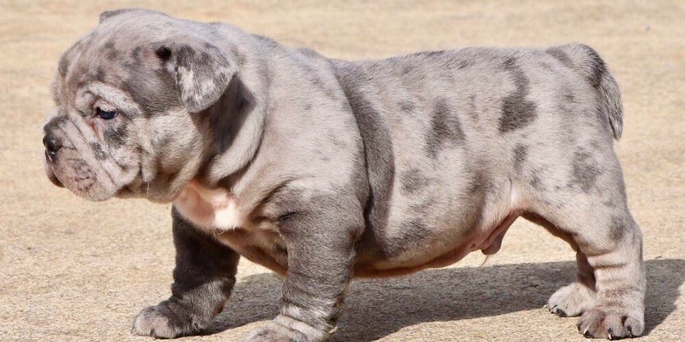 cor-merle-american-bully-exotic-bully