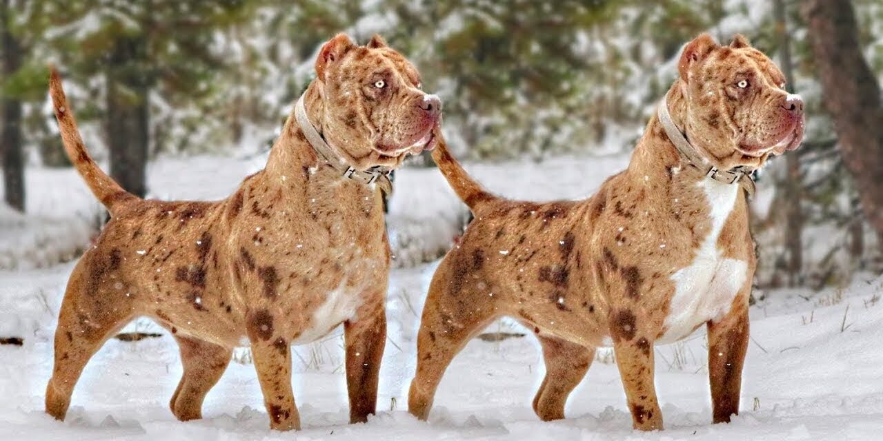 cor-merle-double-merle