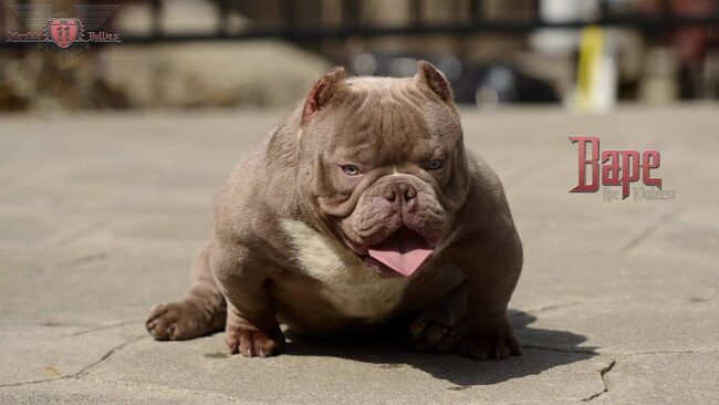 exotic-bully-foto