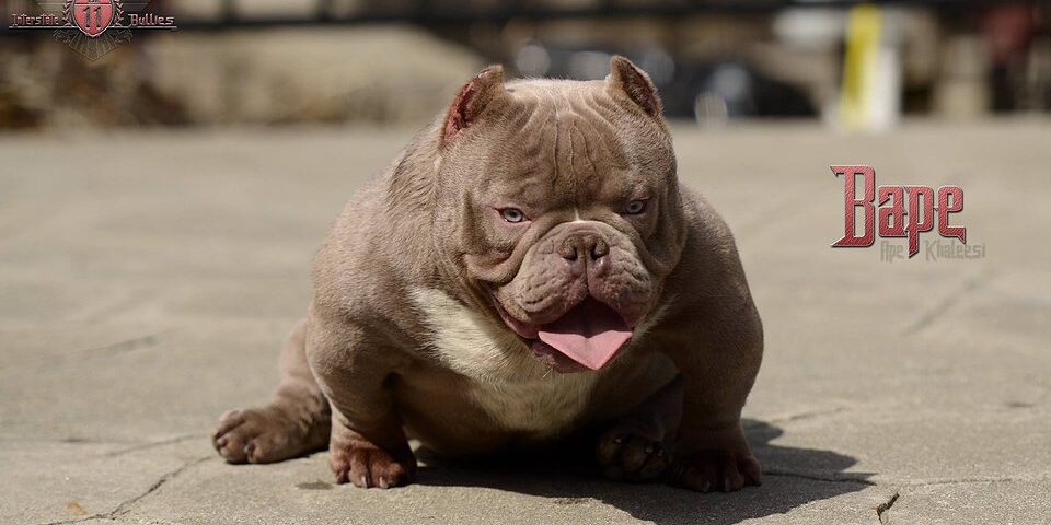 exotic-bully-foto