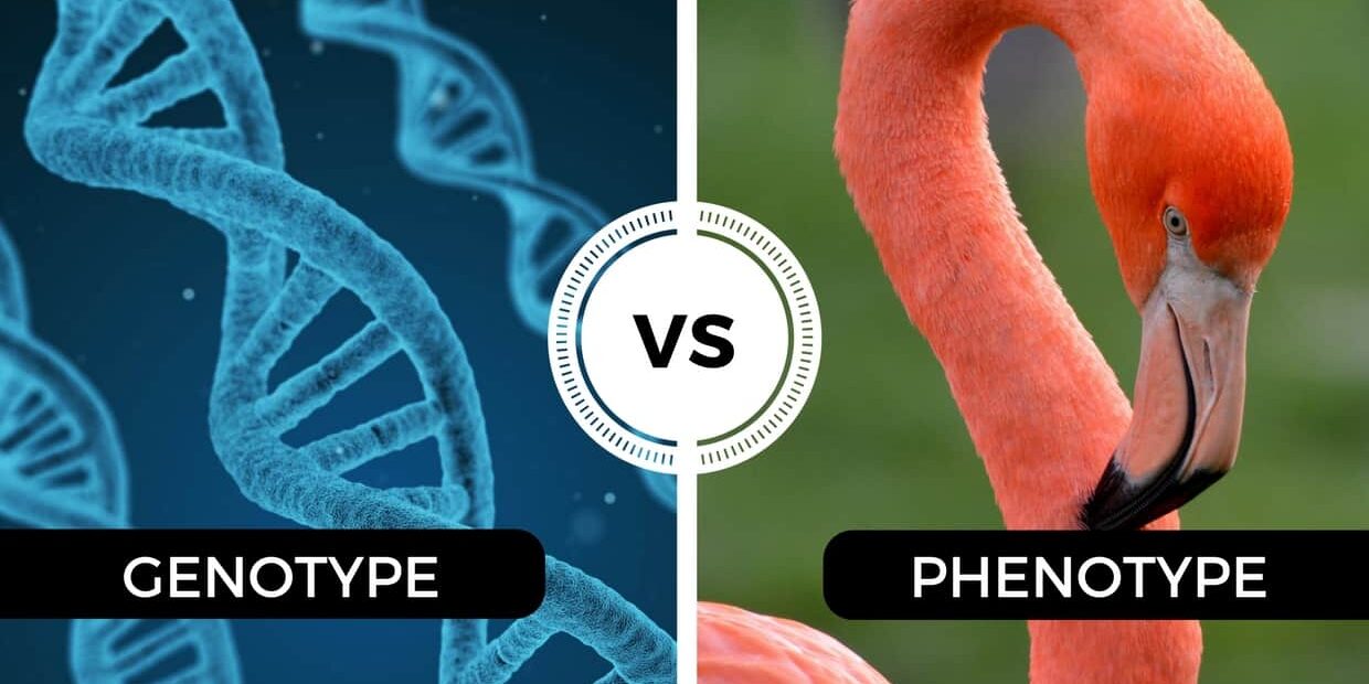 feneotipo-genotipo