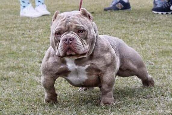 American Bully Micro - Micro Bully