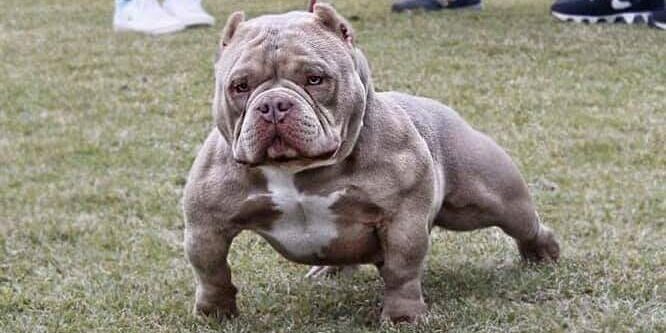 American Bully Micro – Micro Bully American Bully Micro - Micro Bully