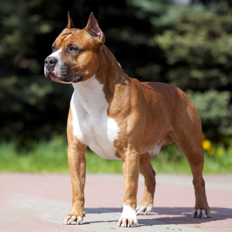 Cachorro American Staffordshire Terrier