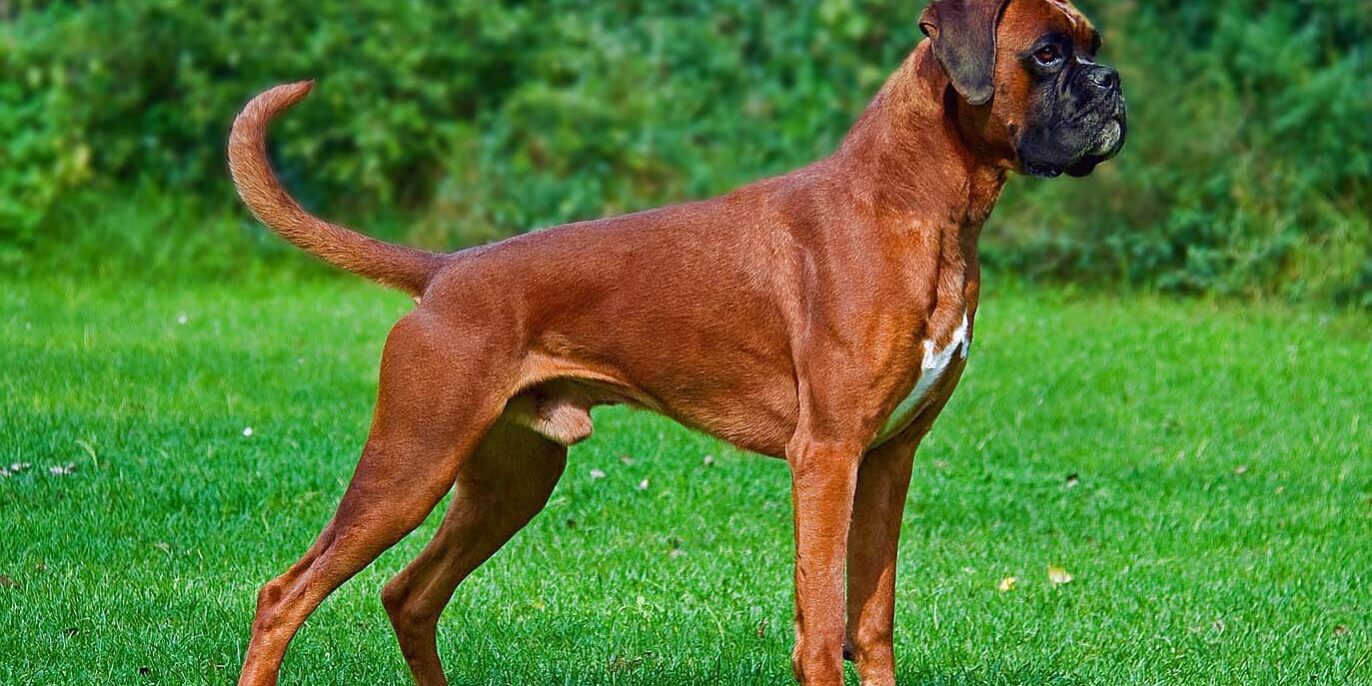 Cachorro Boxer Cachorro Boxer