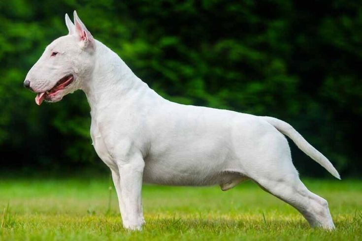 Cachorro Bull Terrier