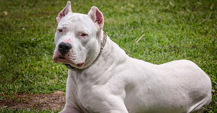 Cachorro Dogo Argentino