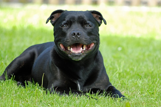 Cachorro Staffordshire Bull Terrier
