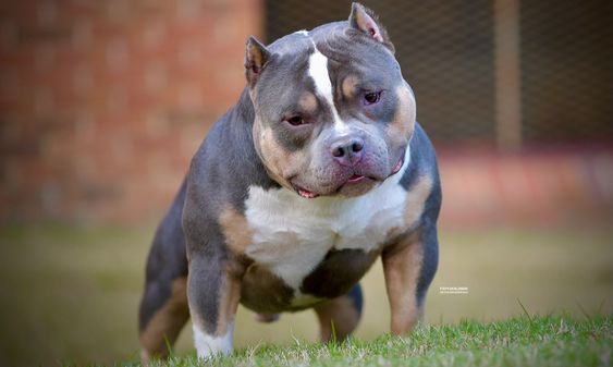 Problemas de saúde do american bully micro - MICRO BULLY