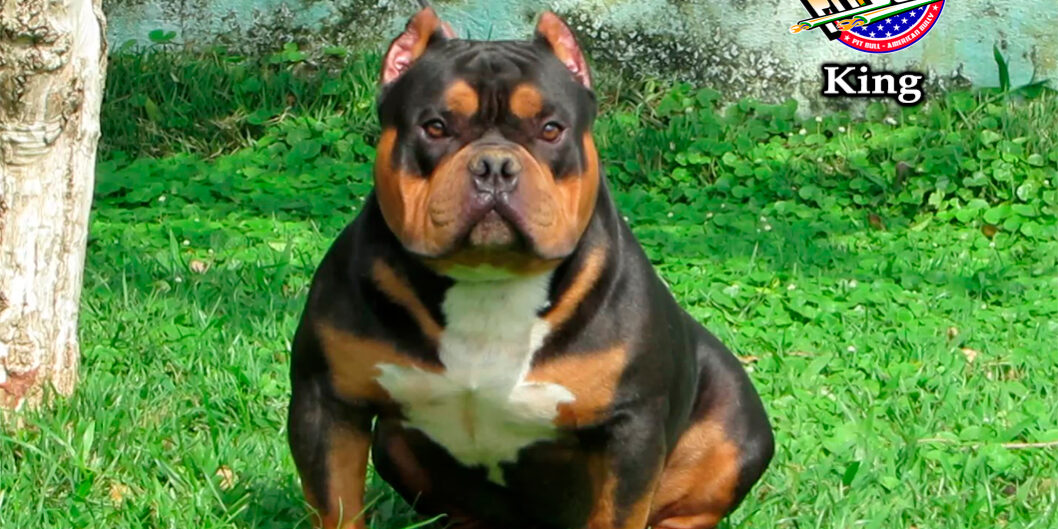 American Bully Tri Black