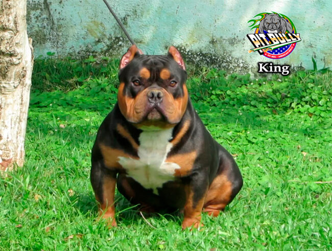 American Bully Tri Black American Bully Tri Black