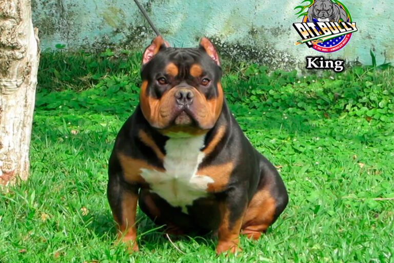American Bully Tri Black