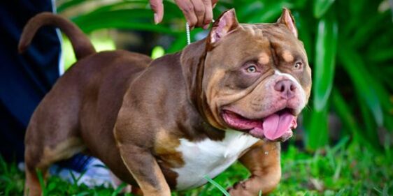 American Bully Tri Chocolate