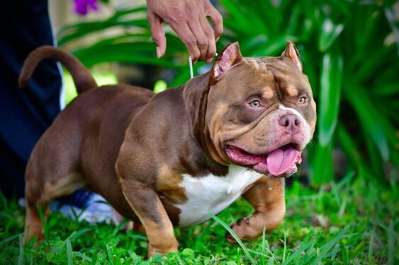 American Bully Tri Chocolate