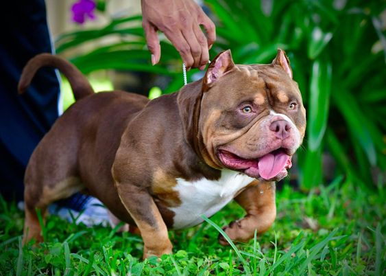 Chocolate tri pitbull cheap