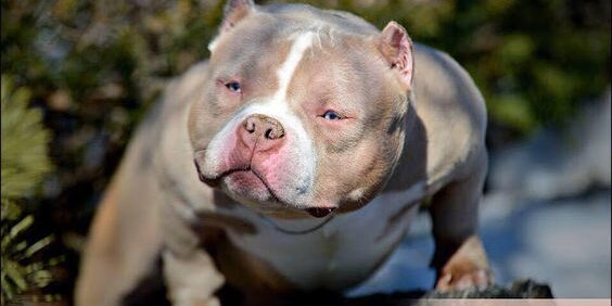 American Bully Tri Lilac American Bully Tri Lilac