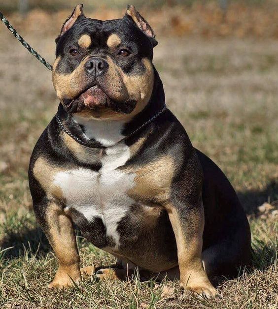 American Bully Triblack Adulto