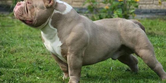 Fatores que afetam o peso Pitbull e American Bully